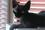 Millie, Hairless Cat, Sphynx